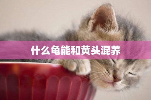 什么龜能和黃頭混養