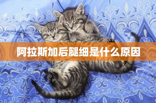 阿拉斯加后腿細是什么原因
