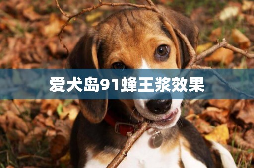 愛犬島91蜂王漿效果