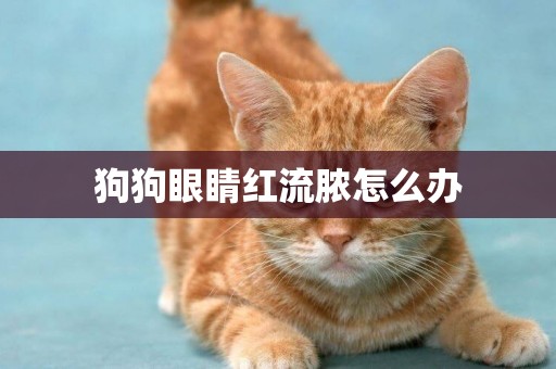 狗狗眼睛紅流膿怎么辦