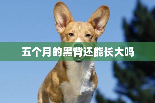 五個月的黑背還能長大嗎
