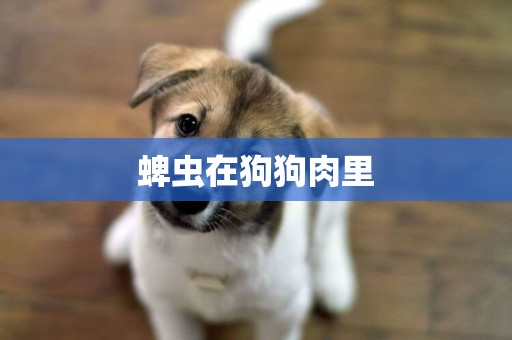蜱蟲在狗狗肉里