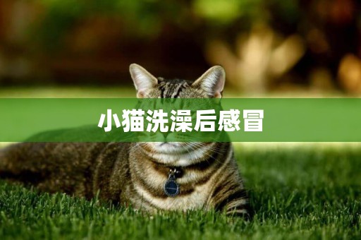 小貓洗澡后感冒