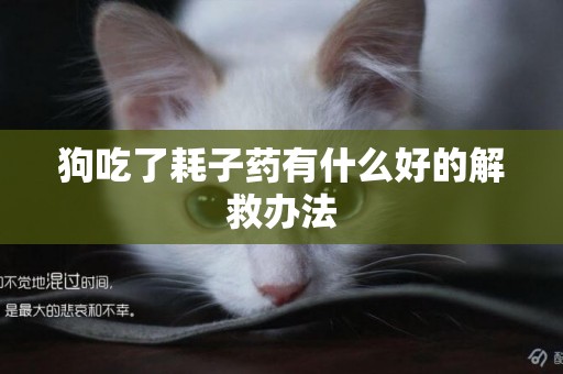 狗吃了耗子藥有什么好的解救辦法