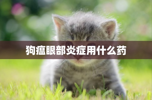 狗瘟眼部炎癥用什么藥
