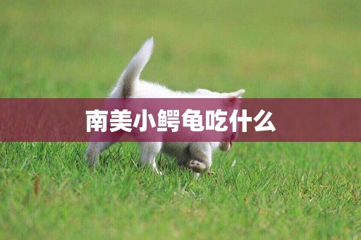 南美小鱷龜吃什么