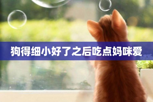 狗得細小好了之后吃點媽咪愛