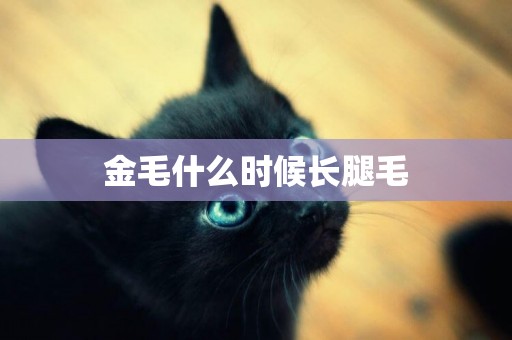 金毛什么時候長腿毛