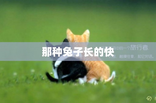 那種兔子長的快