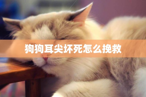 狗狗耳尖壞死怎么挽救
