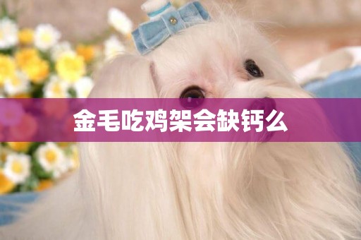 金毛吃雞架會缺鈣么