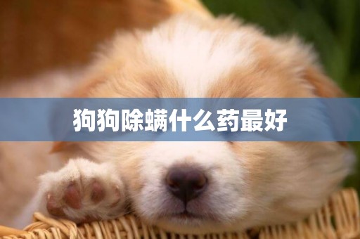 狗狗除螨什么藥最好
