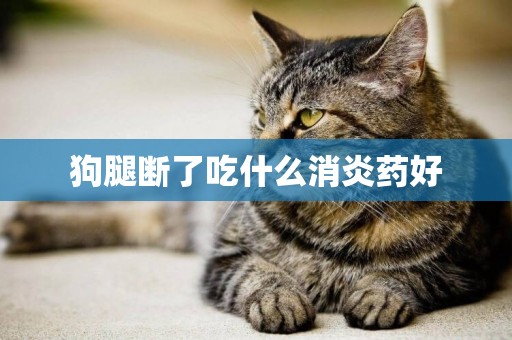 狗腿斷了吃什么消炎藥好