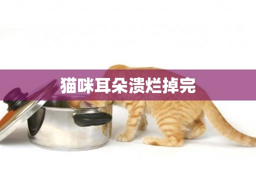 貓咪耳朵潰爛掉完