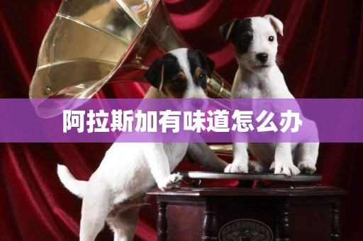 阿拉斯加有味道怎么辦