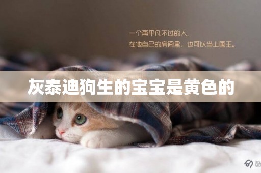 灰泰迪狗生的寶寶是黃色的