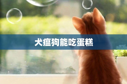 犬瘟狗能吃蛋糕