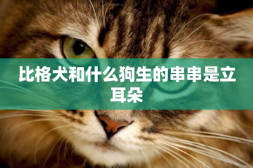 比格犬和什么狗生的串串是立耳朵