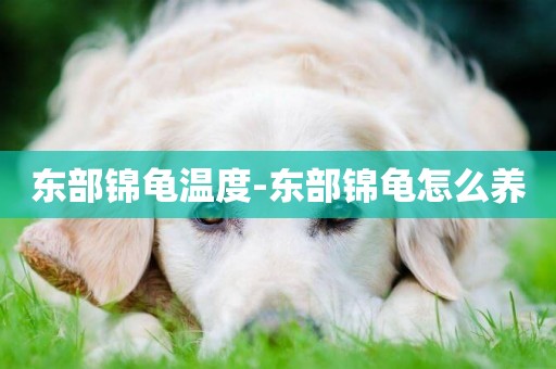 東部錦龜溫度-東部錦龜怎么養
