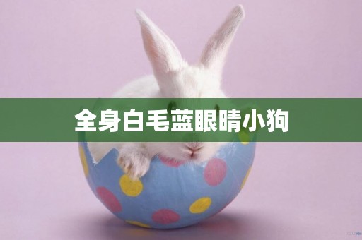 全身白毛藍眼晴小狗