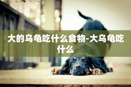 大的烏龜吃什么食物-大烏龜吃什么