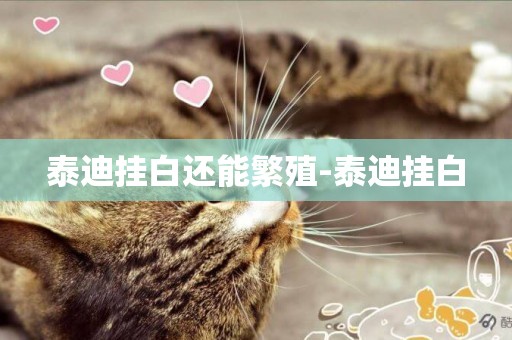 泰迪掛白還能繁殖-泰迪掛白