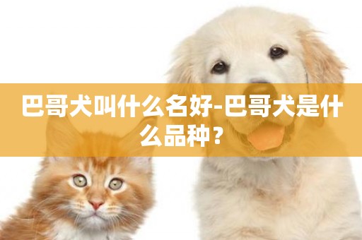 巴哥犬叫什么名好-巴哥犬是什么品種？