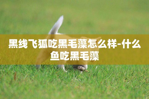 黑線飛狐吃黑毛藻怎么樣-什么魚吃黑毛藻