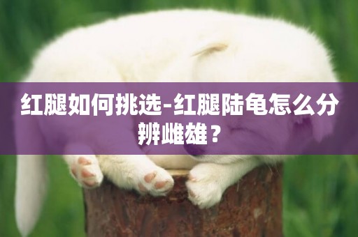 紅腿如何挑選-紅腿陸龜怎么分辨雌雄？
