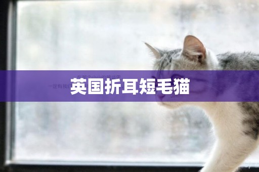 英國折耳短毛貓