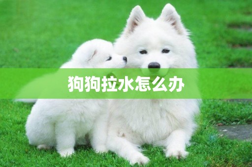 狗狗拉水怎么辦