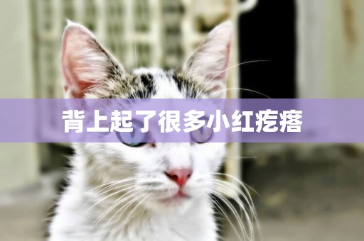 背上起了很多小紅疙瘩