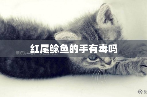 紅尾鯰魚的手有毒嗎