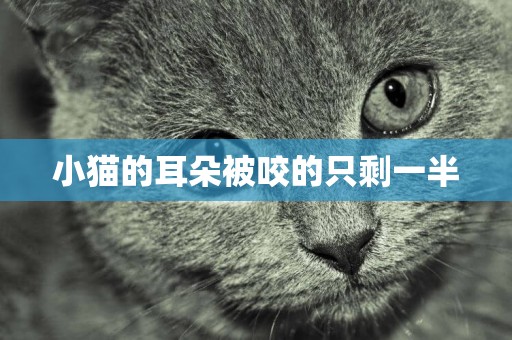 小貓的耳朵被咬的只剩一半