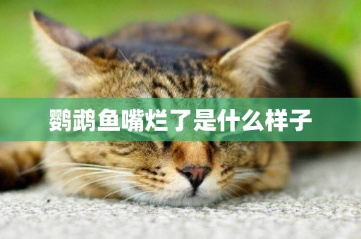 鸚鵡魚嘴爛了是什么樣子