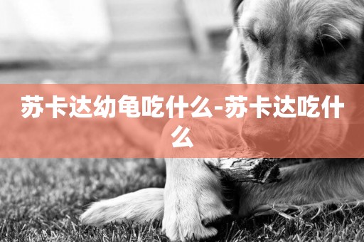 蘇卡達幼龜吃什么-蘇卡達吃什么