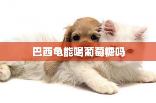 巴西龜能喝葡萄糖嗎