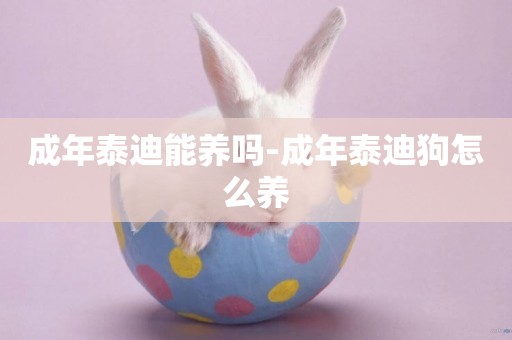 成年泰迪能養嗎-成年泰迪狗怎么養