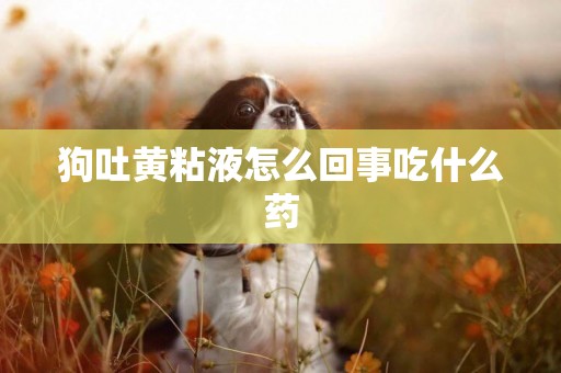 狗吐黃粘液怎么回事吃什么藥