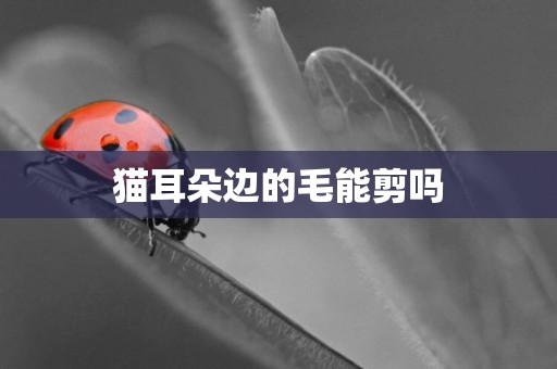 貓耳朵邊的毛能剪嗎
