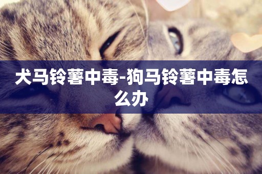 犬馬鈴薯中毒-狗馬鈴薯中毒怎么辦