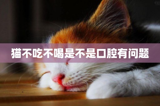 貓不吃不喝是不是口腔有問題