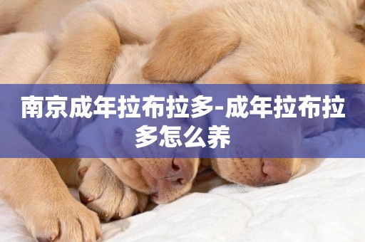 南京成年拉布拉多-成年拉布拉多怎么養