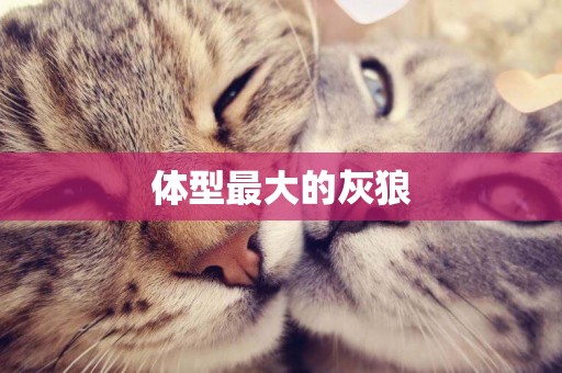 體型最大的灰狼
