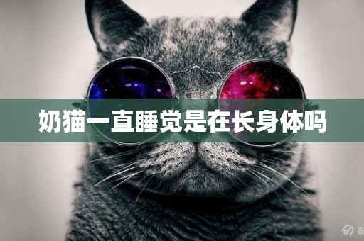 奶貓一直睡覺是在長身體嗎