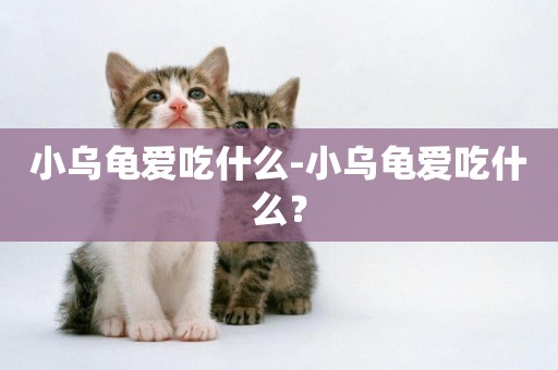 小烏龜愛吃什么-小烏龜愛吃什么？