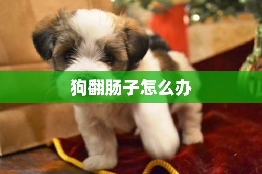 狗翻腸子怎么辦