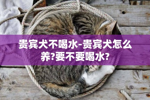 貴賓犬不喝水-貴賓犬怎么養?要不要喝水?