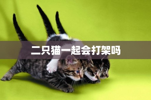 二只貓一起會打架嗎
