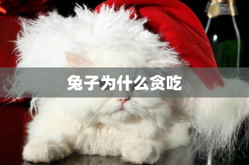 兔子為什么貪吃